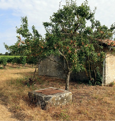 Vineyard hut in the Aigre region with its usual fruit tree.