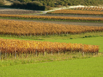 The shimmering colors of the autumn vineyards in Petite Champagne.