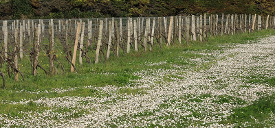 Paysages viticoles printemps