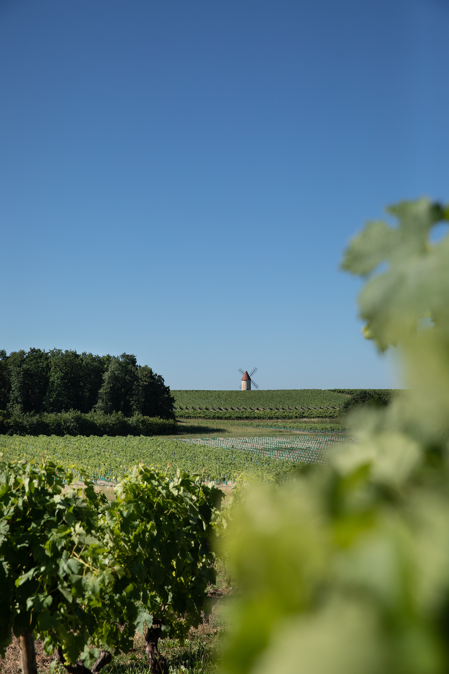 Explore Cognac @Thepineapplechef